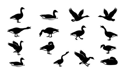 Goose silhouette collection, 15 black wild bird vector icons, flying and standing geese set, waterfowl and gander silhouettes for hunting and nature design © Roksana
