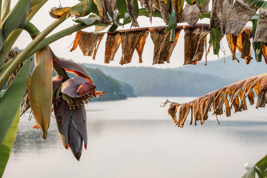 Banana Blossom Overlooking Calm Lakeside