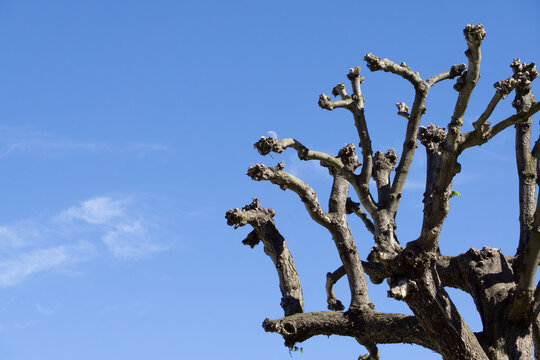 Pollarded Plane Tree Branches Winter Pruning Knuckles Blue Sky Background