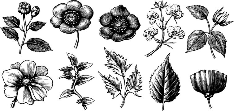 Vintage engraved floral blossom sheet with assorted single blooms leaves and sprigs for botanical design labels and craft backgrounds