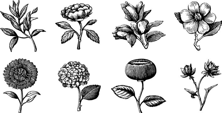 Vintage engraved botanical labels and flower elements sheet for label and packaging design and ornamental background use