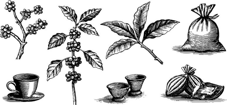 Vintage engraved coffee plant clipart sheet with branches berries cups and cacao pods for packaging labels menus and rustic product design elements