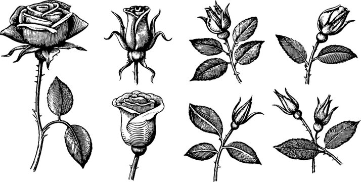 Vintage engraved rose clipart sheet with buds leaves and stems for branding logo elements and packaging design