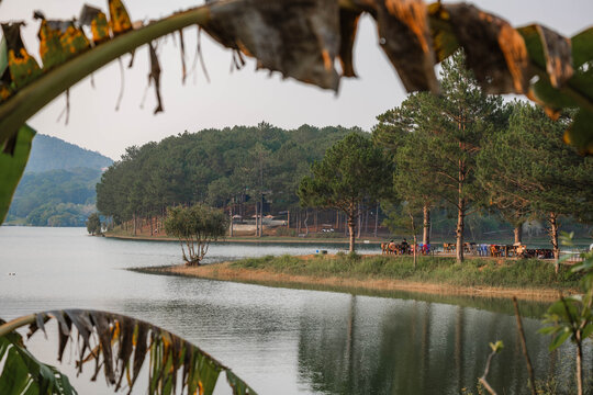 Dense Pine Forest at Tuyen Lam Lake Shore