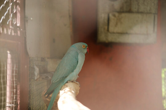 Parrot sitting on wooden branch inside cage with blurred background, closeup of green bird with red beak and orange eye in natural light environment.