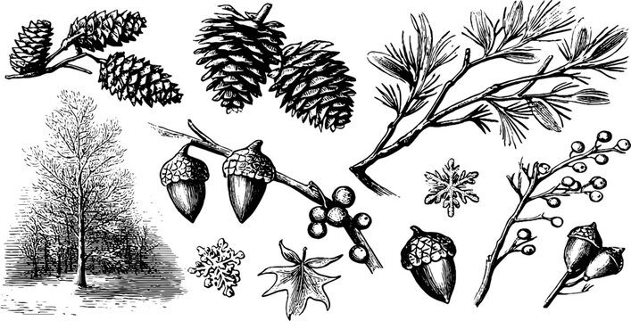 Vintage engraved winter branches and pine cone clipart sheet with acorns and snowflakes for holiday design and seasonal background