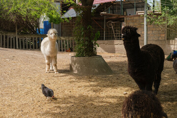 Fototapeta premium Two alpacas standing in a farmyard near a tree with a pigeon walking on the ground in a sunny outdoor rural environment.