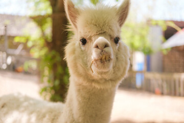 Fototapeta premium Alpaca closeup portrait with soft white fur and curious expression standing outdoors in natural sunlight with blurred background of trees and wooden fence