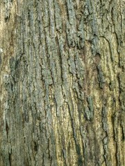 Fototapeta premium bark of a tree
