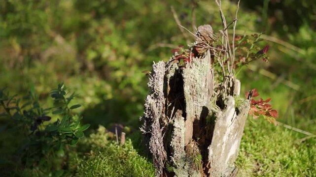 Weathered tree stump covered in moss and small plants in a forest, suitable for nature backgrounds, environmental presentations, or educational materials about forest ecosystems