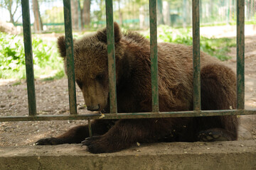 Brown bear cub lying behind metal bars in enclosure with natural background young wild animal in captivity closeup wildlife and nature concept © Alexander