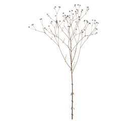 Fototapeta premium Bidens parviflora tree, elevation, front view, cutout, transparent background, isolate, Delicate Dry Branch with Tiny Flowers, Natural Element for Design, Close-up Photography