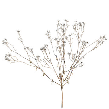 Bidens parviflora tree, elevation, front view, cutout, transparent background, isolate, Delicate branches with tiny leaves, natural pattern, autumn texture, detailed botanical element