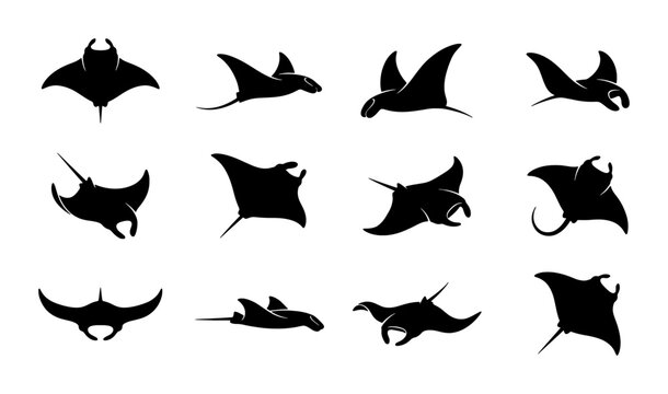 Manta ray silhouette collection, 12 stingray vector icons in black, marine life animal shapes for ocean conservation graphics and logo design