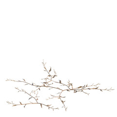 Obraz premium Oplismenus compositus tree, elevation, front view, cutout, transparent background, isolate, Detailed closeup of a small delicate twig with leaves, perfect for nature and botanical designs.