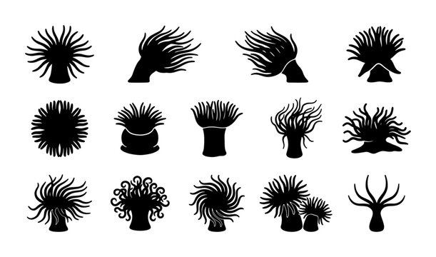 Sea anemone silhouette collection, 15 black aquatic plant icons, marine life vector set for ocean biology and underwater nature design