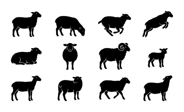 Sheep silhouette vector set, 12 farm animal icons in black, livestock ram and lamb silhouettes, woolly ewe and mutton graphics for farming logos