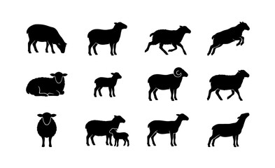 Sheep silhouette collection, 12 farm animal vector icons, black ram and lamb silhouettes, livestock and wool industry graphic elements © Nurjahan