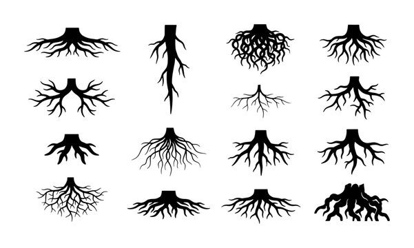Black tree root silhouettes set, 15 organic underground plant root systems, botanical vector icons for nature and ecology design projects