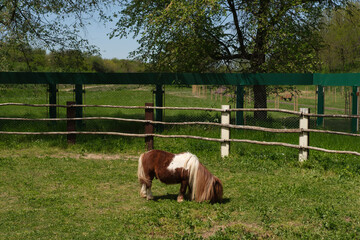 Small pony grazing on green grass in fenced pasture under tree on sunny day with clear sky and rural landscape in background © Alexander