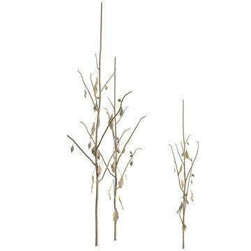 Xanthium sibiricum tree, elevation, front view, cutout, transparent background, isolate, Dry Branch with Small Leaves, Detailed Texture, Natural Element, Autumnal Background, Rustic Design Element