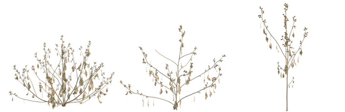 Xanthium sibiricum tree, elevation, front view, cutout, transparent background, isolate, Delicate ornamental grass, nature close-up, serene aesthetic, botanical elegance, minimalist design.
