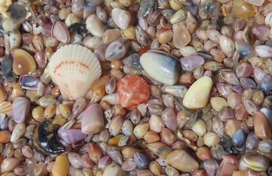 Seashells background on Florida beach, closeup