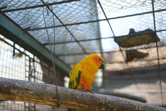 Colorful parrot sitting on wooden branch inside aviary cage with metal mesh background, tropical bird in captivity, exotic pet in controlled environment.