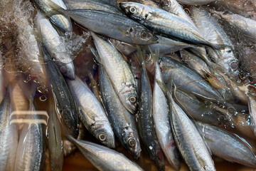 Obraz premium Fresh small fish arranged on ice representing seafood freshness and traditional wet market supply.
