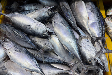 Obraz premium Fresh fish stacked together representing local fisheries, seafood supply, and ocean harvest.