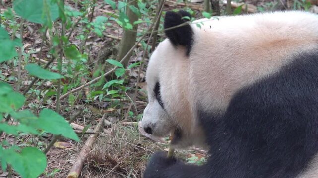 Most charming bear in world panda (Ailuropoda melanoleuca), A symbol of nature conservation WWF. Emblems of China. The bear eats bamboo omly - stenophagous animal,