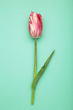 Pink tulip with white stripes on mint background. Vertical photo