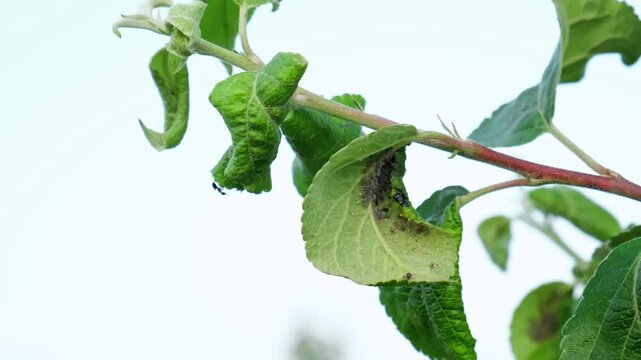 Close-up Aphid-curled leaves. Aphids eating fruits tree damaging orchard. Insects pests affect plants. Leafroller damage. Protection from vermin and diseases. Life cycle in nature. Garden problems. 4K