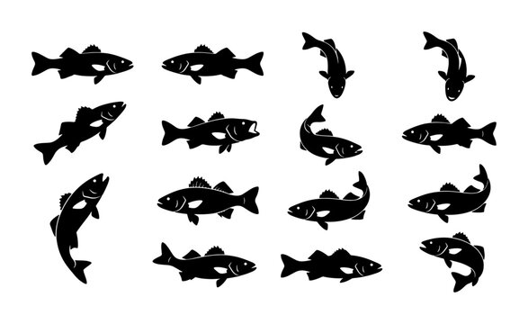 Walleye fish silhouettes collection, 15 black zander icons in various swimming poses, freshwater game fish vector set for fishing tournament graphics