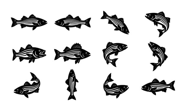 Vintage striped bass fish vector set, 12 black and white fishing icons, retro woodcut style sea bass illustrations for seafood branding and angling logos