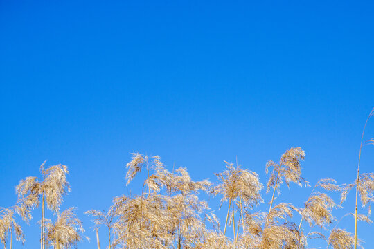 Reed Grass Blue Sky Phragmites Australis Wetland Plumes Nature Background