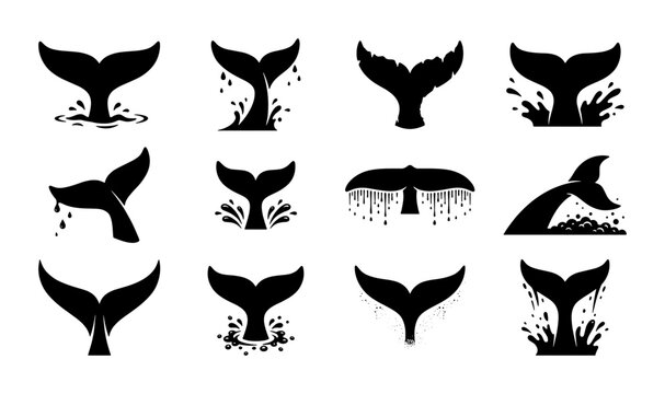 Whale tail silhouette collection, 12 black fluke icons with water splashes, marine animal tail fin vector set for nautical logo design and ocean branding