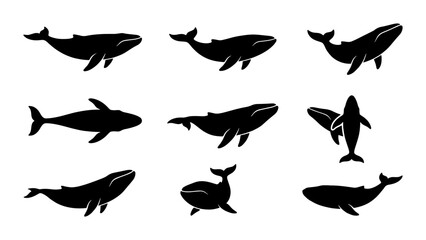 Humpback whale silhouette collection, 9 black whale icons in various swimming poses, marine life vector set for ocean conservation and nautical design © Rafiya