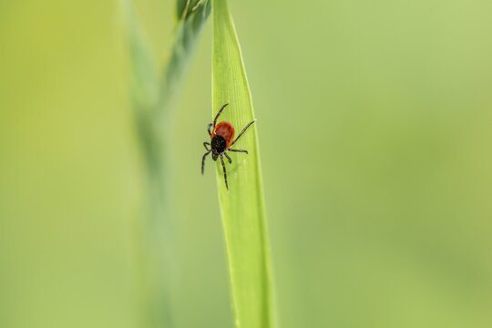 Female tick, Castor Bean Tick (Ixodes ricinus) lurks on a blade of grass, Bavaria, Germany