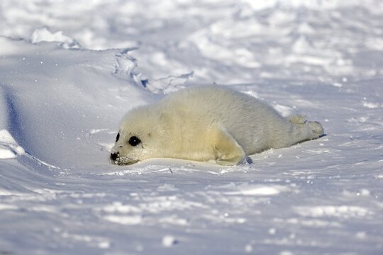 Harp Seal or Saddleback Seal (Pagophilus groenlandicus, Phoca groenlandica), pup on pack ice, Magdalen Islands, Gulf of Saint Lawrence, Quebec, Canada
