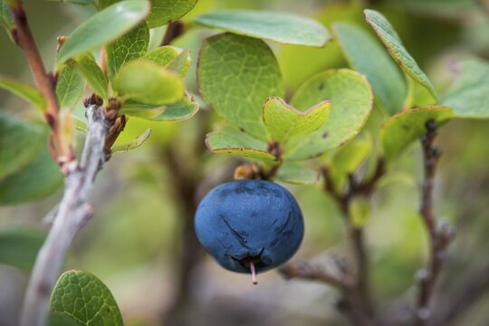 Ripe blueberry, blueberry (Vaccinium myrtillus), Southern Iceland, Iceland