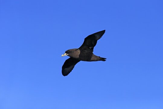 White-chinned Petrel or Cape Hen (Procellaria aequinoctialis), adult, in flight, Cape of Good Hope, South Africa