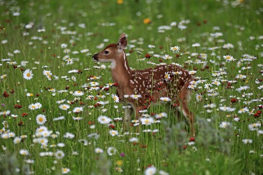 White-tailed deer (Odocoileus virginianus), young animal, ten days, standing in flower meadow, Pine County, Minnesota, USA
