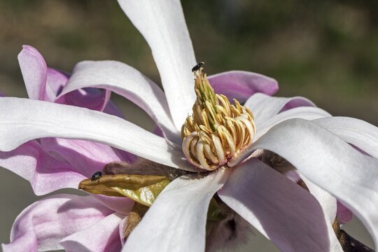 Flower of star magnolia (Magnolia stellata), Baden-W&uuml;rttemberg, Germany