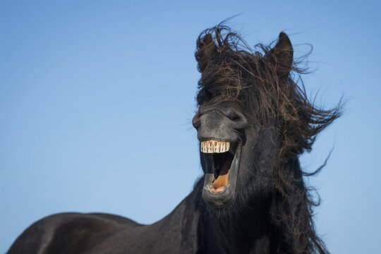 Icelandic horse (Equus islandicus), portrait, Skagi peninsula, Iceland