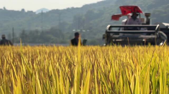 The combine operates across an open section of rice crops with a distant mountain silhouette visible behind the field. Agricultural landscape.