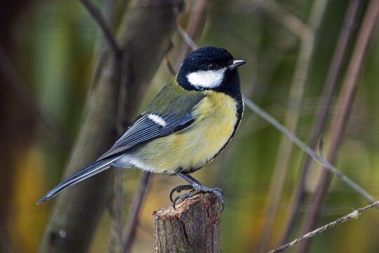 Great tit (Parus major), sitting on a branch, Baden-W&uuml;rttemberg, Germany