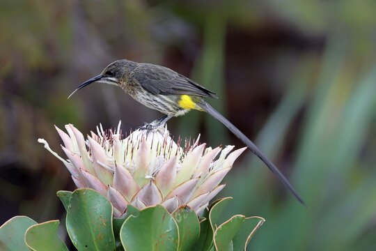 Cape Honeybird (Promerops cafer), adult, male, on flower, Protea, vigilant, Kirstenbosch Botanical Gardens, Cape Town, South Africa