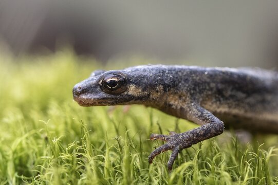 Pond newt (Lissotriton vulgaris), Emsland, Lower Saxony, Germany