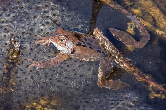 Common toad (Bufo bufo) sitting in the water on spawn, moor pond, Oberstdorf, Oberallg&auml;u, Allg&auml;u, Bavaria, Germany